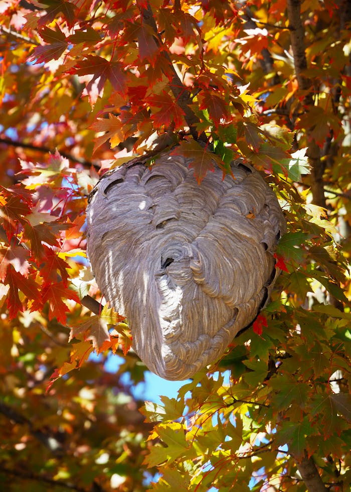 creative-01 A bald-faced hornet nest hangs among vibrant autumn leaves in Illinois.
