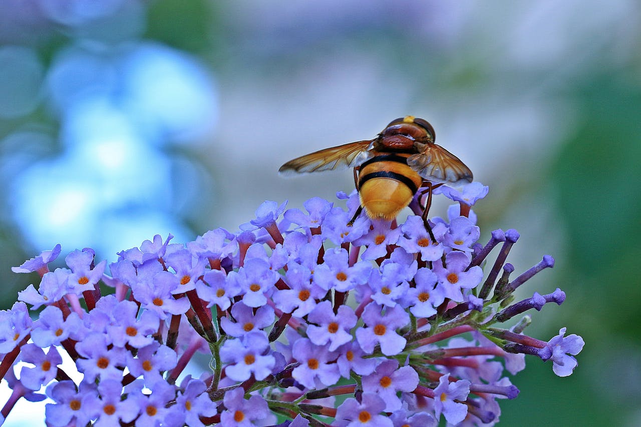 creative-03 Macro shot of a hoverfly on vibrant purple flowers, showcasing detailed pollination in nature.