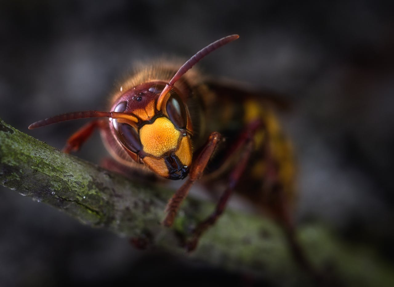 creative-02 Detailed macro image of a hornet perched on a branch, showcasing its intricate features.