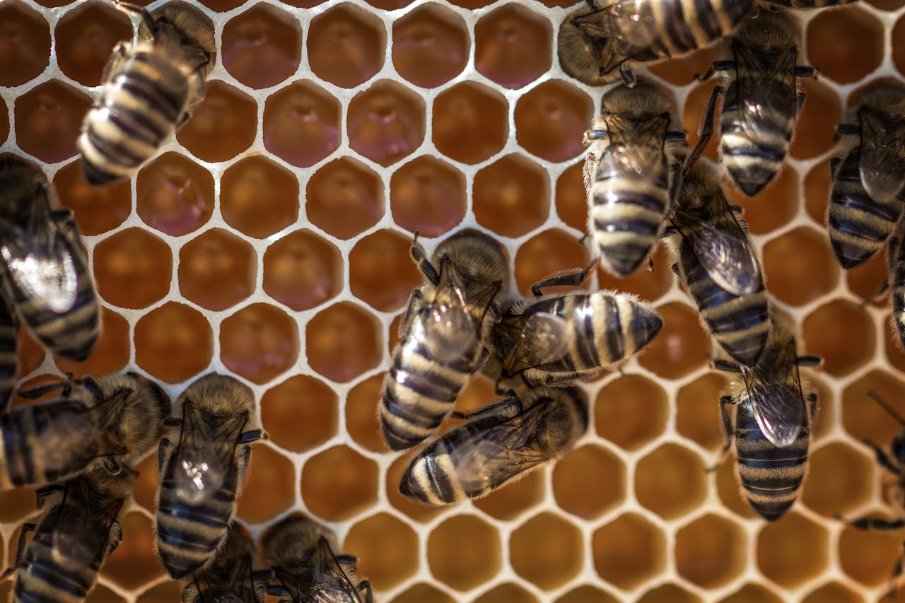 digital-01 Macro view of bees working on a honeycomb, showcasing intricate hexagonal patterns.